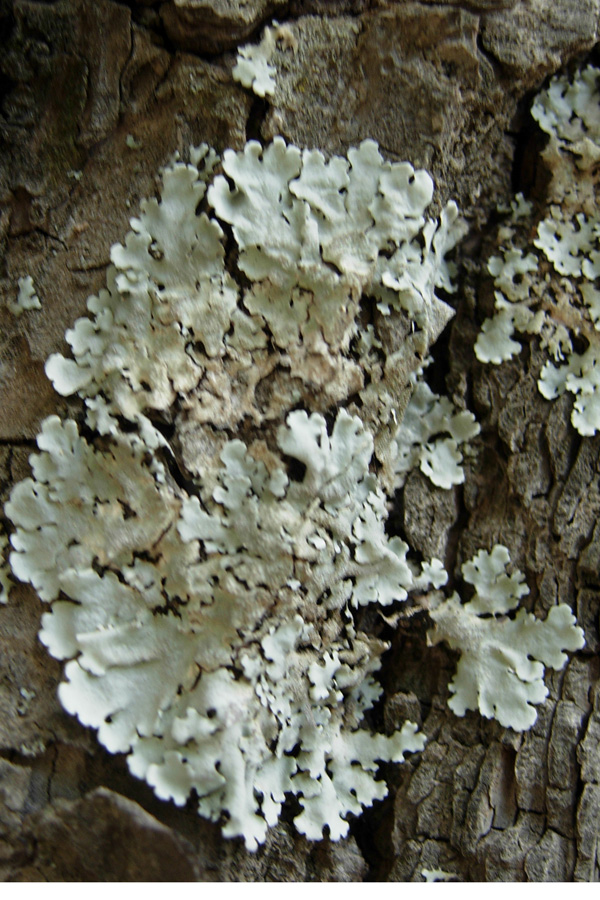 Da Creta: Xanthoria sp e Parmelia sp?